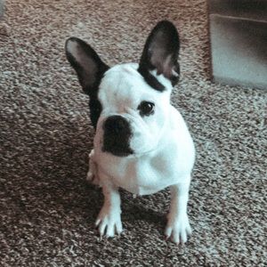 Meet your Posher, Emma